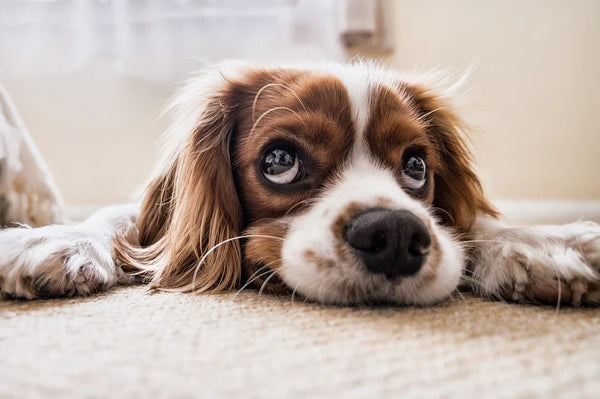Rêver de tuer un chien: Quelles significations?