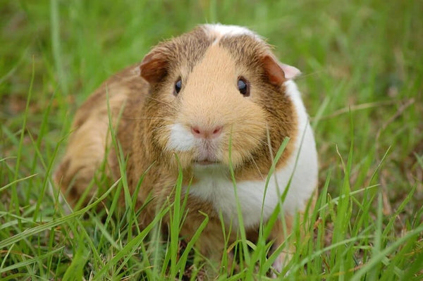 Rêver de cochon d'inde: Quelles significations?