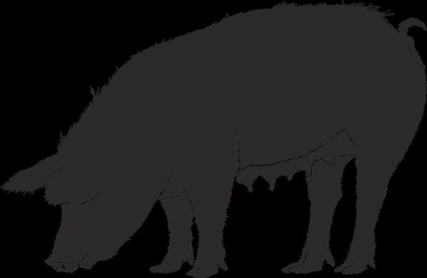 Rêver de cochon: Quelles significations?