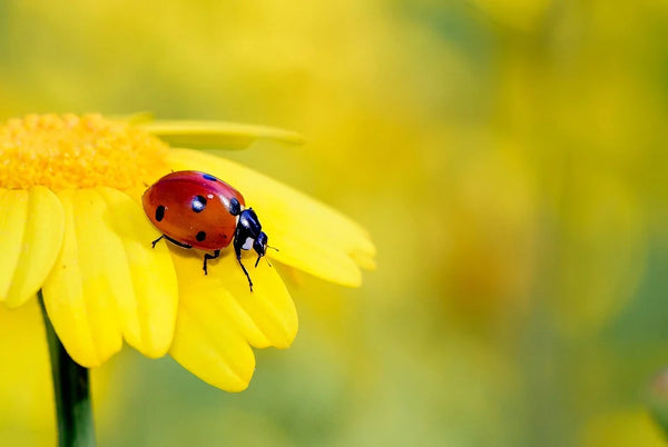 Rêver de coccinelles: Quelles significations?
