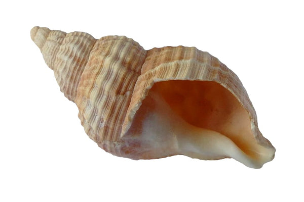 Rêver de coquillage: Quelles significations?