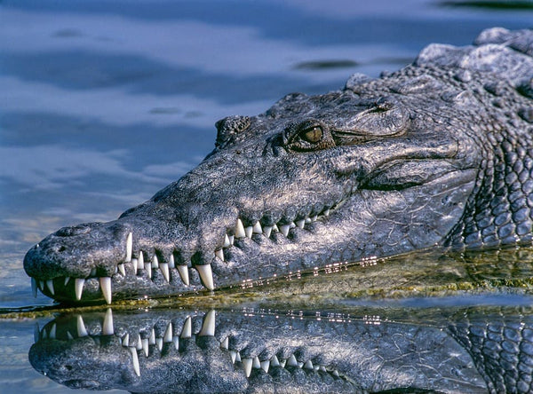 Rêver de crocodile en Islam : Quelles significations