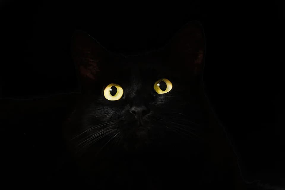 Rêver de chat noir: Quelles significations?