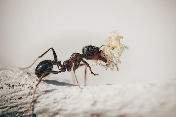 rever de fourmis