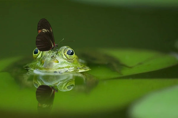 rever de grenouille