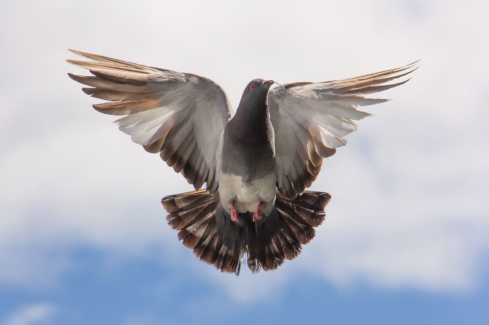 Rêver de pigeon : Quelles significations?