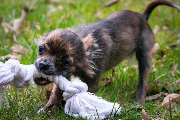 rever de se faire mordre par un chien