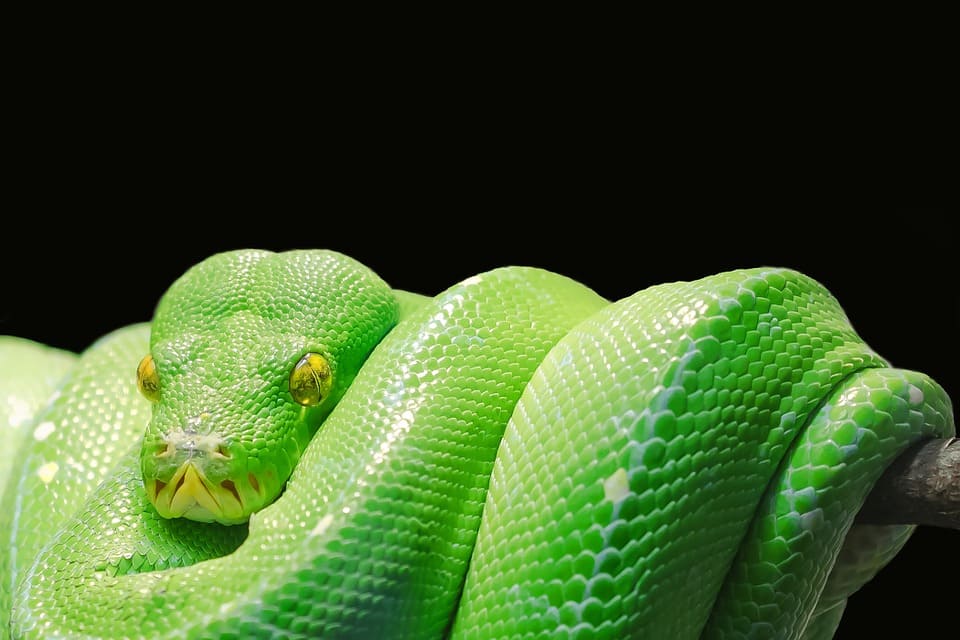 Rêver de serpent vert: Quelles significations