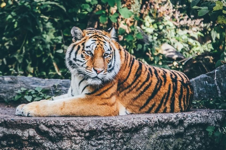 Rêver de tigre: Quelles significations?