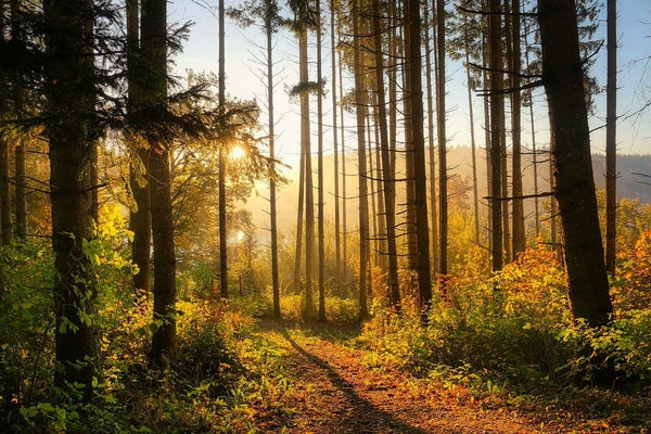 Rêver de forêt: Quelles significations?