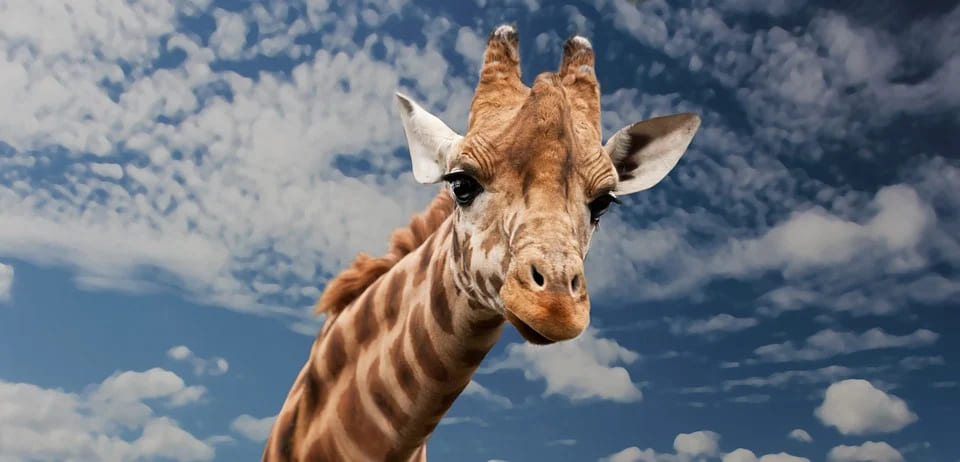 Rêver de girafe: Quelles significations?