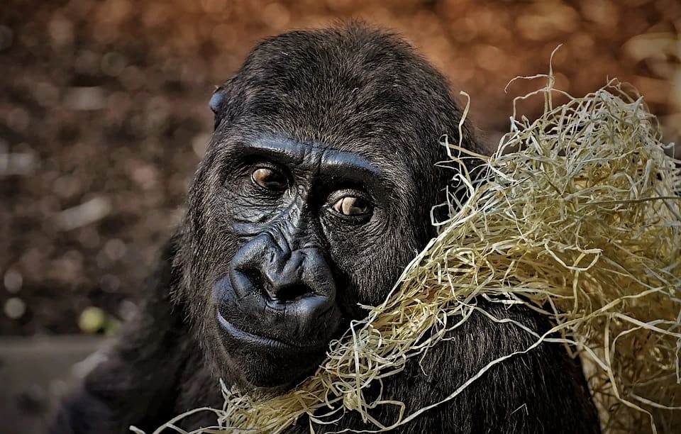 Rêver de gorille: Quelles significations?