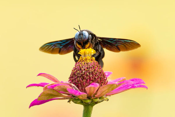 Rêver d'insectes: Quelles significations?
