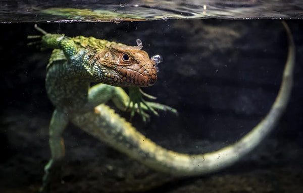 Rêver de lézard: Quelles significations?