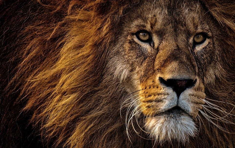 Rêver de lion: Quelles significations?