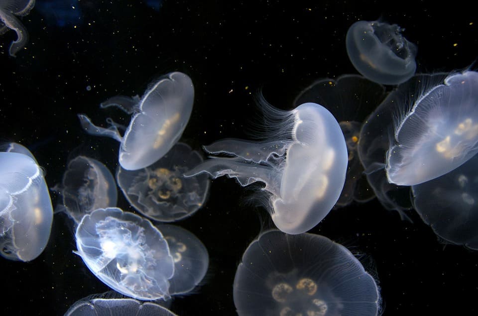 Rêver de méduse: Quelles significations?