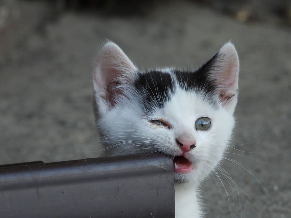 Rêver de se faire mordre par un chat: Quelles significations?