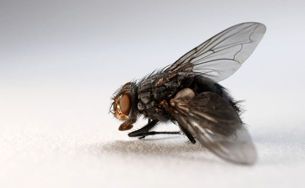 Rêver de mouche: Quelles significations?
