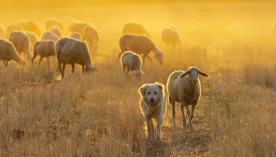 Rêver de mouton: Quelles significations?