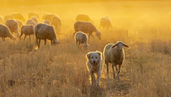 Rêver de mouton: Quelles significations?