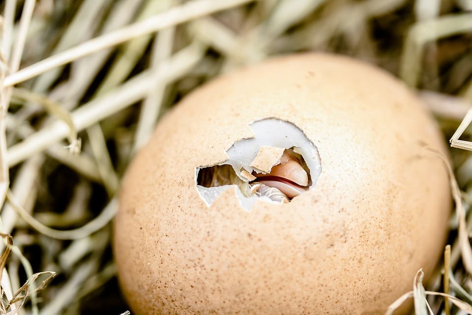 Rêver d'œuf: Quelles significations?