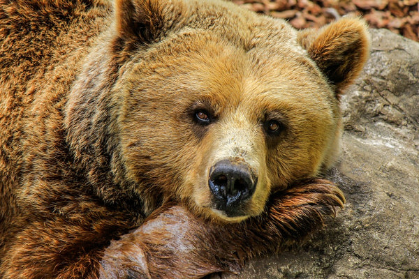 Rêver d'ours: Quelles significations?