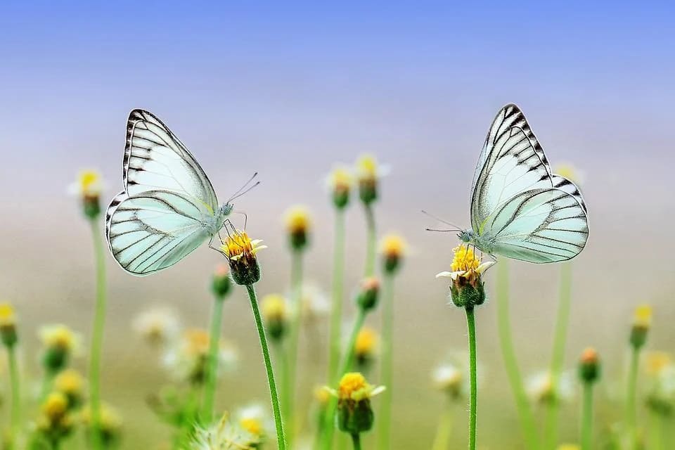 Rêver de papillon: Quelles significations?