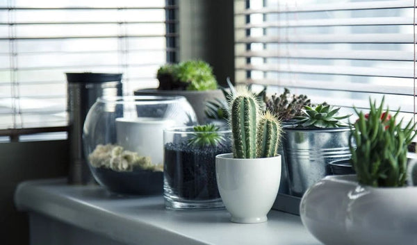 Rêver de plante: Quelles significations?