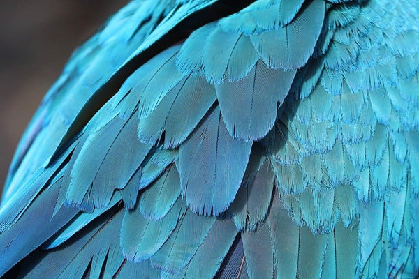 Rêver de plumes: Quelles significations?