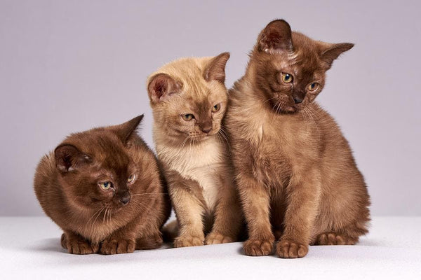 Rêver de plusieurs chats: Quelles significations?
