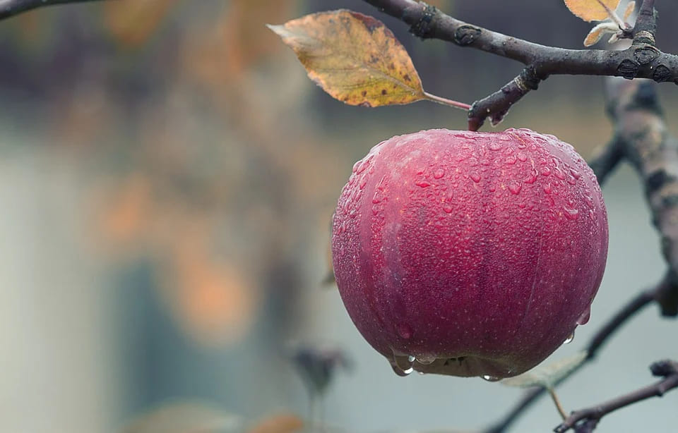 Rêver de pomme: Quelles significations?
