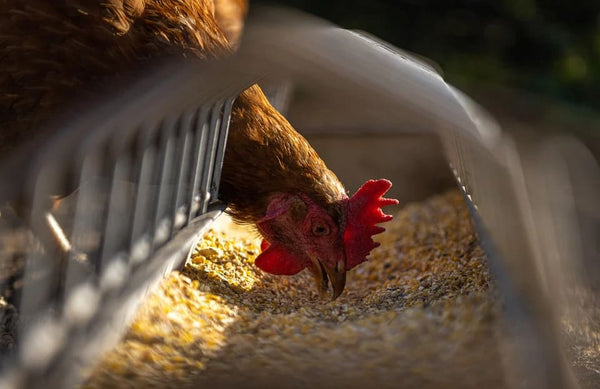 Rêver de poulet: Quelles significations?