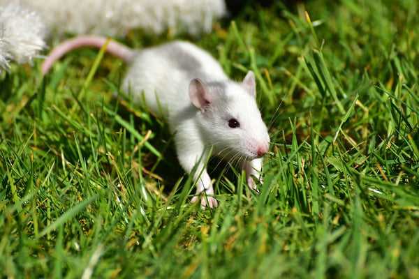 Rêver de rat blanc : Quelles significations ?