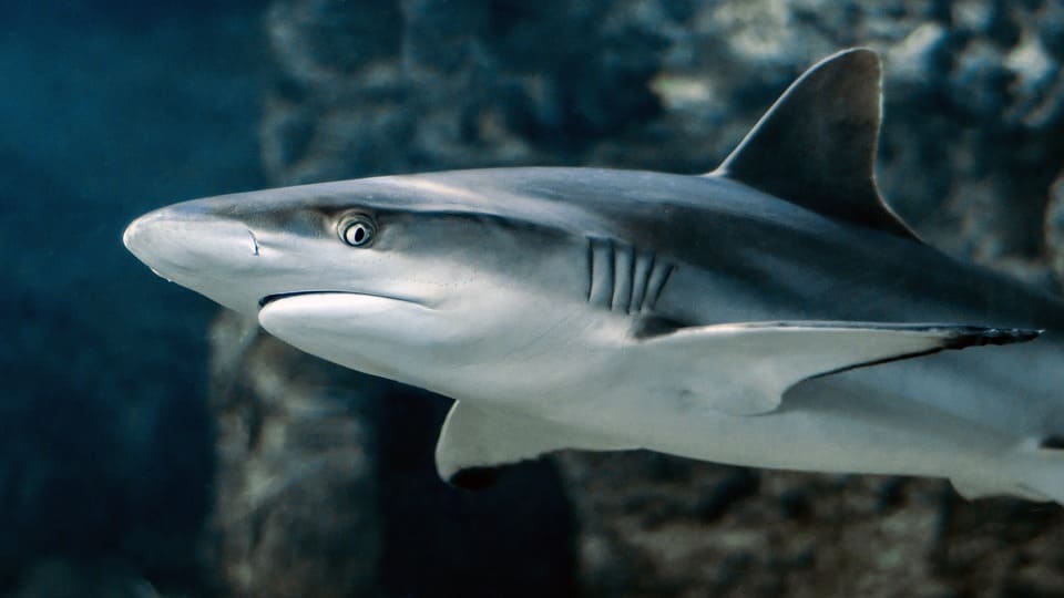 Rêver de requin: Quelles significations?