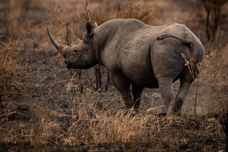 Rêver de rhinocéros: Quelles significations?