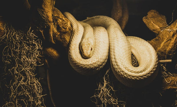 Rêver de serpent blanc: Quelles significations?