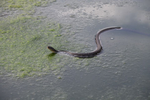 Rêver de serpent dans l'eau : Quelles significations?