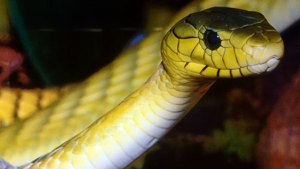 Rêver de serpent jaune: Quelles significations?