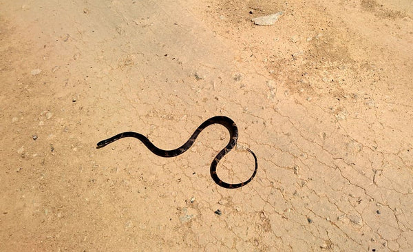 Rêver de serpent marron: Quelles significations?