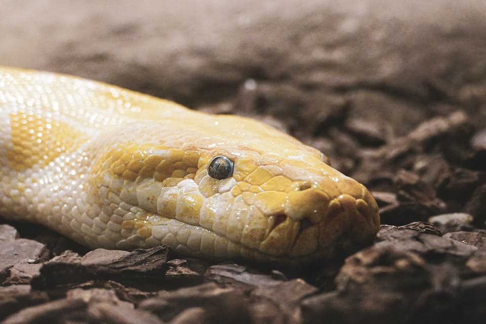 Rêver de serpent mort : Quelles significations?
