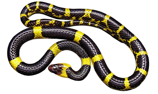 reve de serpent noir