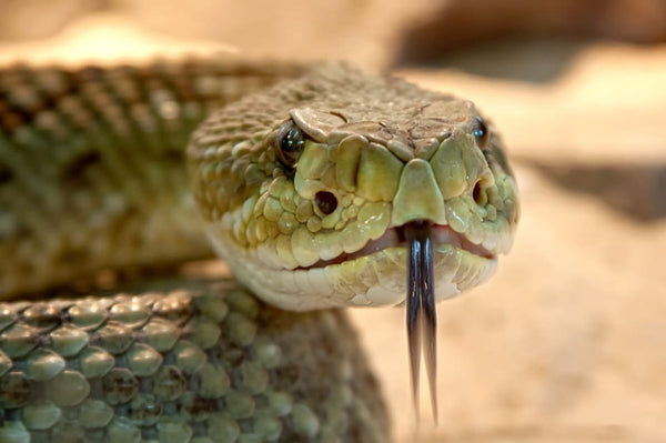 Rêver de serpent qui attaque: Quelles significations?
