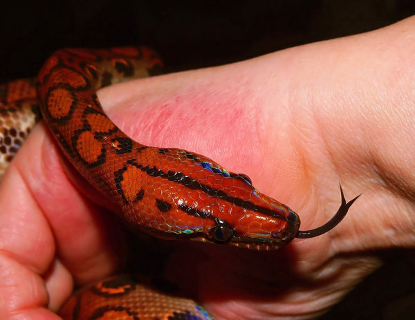 Rêver de serpent rouge : Quelles significations ?