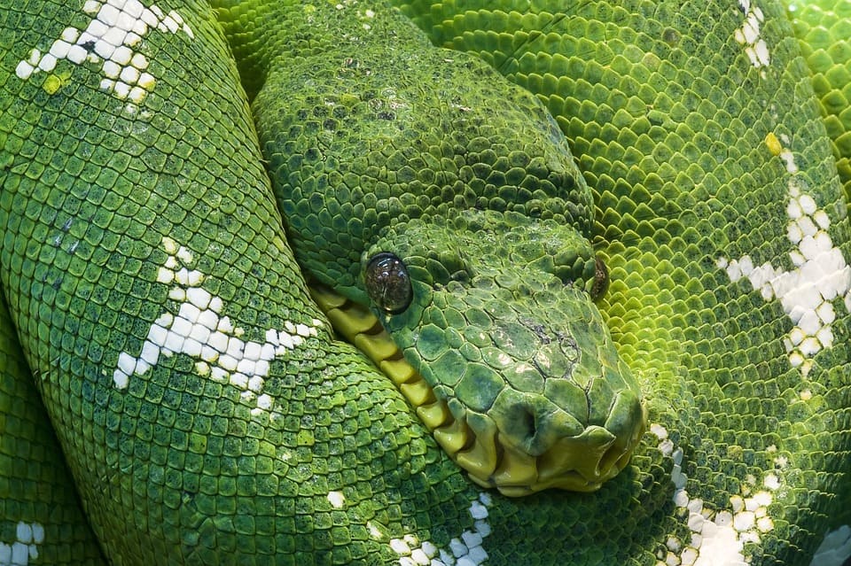 Rêver de plusieurs serpents: Quelles significations?