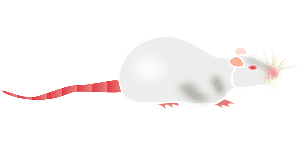 Rêver de souris blanche: Quelles significations?