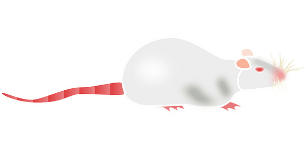 Rêver de souris qui s'enfuit: Quelles significations?