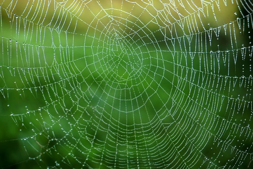 Rêver de toile d'araignée: Quelles significations?