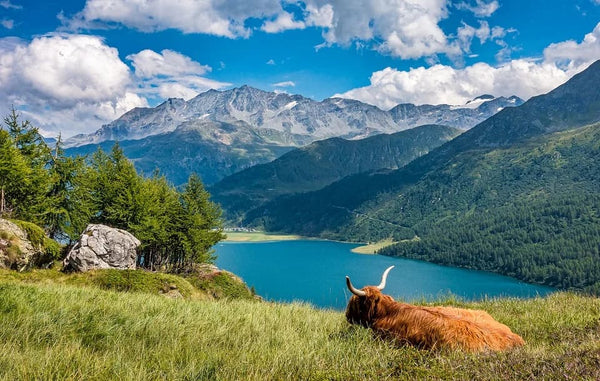 Rêver de vache: Quelles significations?