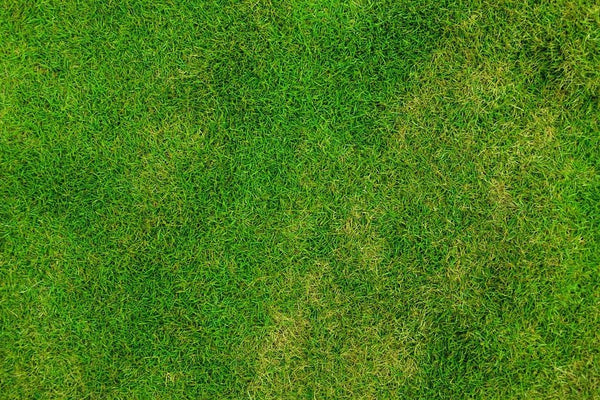 Rêver de la couleur verte: Quelles significations?