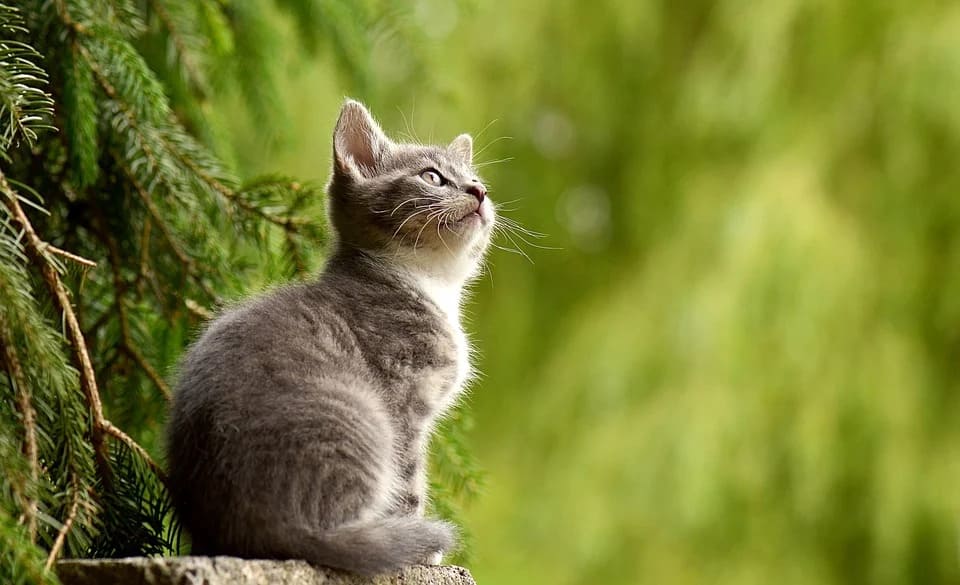 Rêver de son chat: Quelles significations?